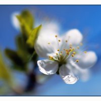 Цветок вишни :: Вера Ульянова
