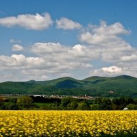 fields in Slovakia :: Nataliia Zhaglova