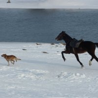 Пёс и конь :: Игорь Герман
