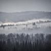 Утренний туман :: Дмитрий Коваленко