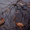 Осенний дощ :: Олександра Сидор
