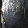 Утренний лес в дымке :: Sanari Denrei