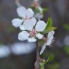Цветочек сибирской вишни :: Александра Сангстер