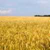 Пшеничное поле :: Александр Фролов