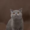 Кошка породы британская короткошерстная. :: ValentinaS Skvorcova
