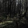 Утро в лесу :: Андрей Сорокин