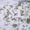 Трава в снегу :: Blacklion 