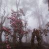 Пробиваясь сквозь лесной туман :: Дмитрий Купрацевич
