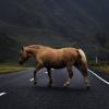 Horse :: Василий К
