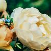 Красавец жук и розы :: Анжелика Фотограф