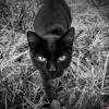 Черный кот :: Igor Sidorov