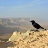 Черная птица в Иудейской пустыне в Израиле :: Daria Egorova