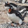 Пингвин с птенцом в гнезде :: Alexey alexeyseafarer@gmail.com