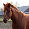 Портрет деревенской лошади :: Светлана Чуркина