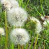 spring dandelions in the meadow :: Алексей Ларионов