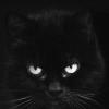 Черный кот :: Muhammad 
