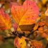 В ярких красках осени.... :: Екатерина Бильдер