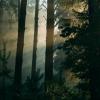 Рассвет в лесу :: Anna Sigida