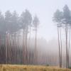 Из серии "Лес в тумане" :: Сергей Корнев