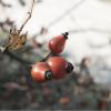 Rose hip :: Anna Rimira