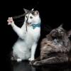 Дворовый и породистый - коты друзья :: Светлана Медведева