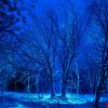 В темно-синем лесу :: Zefir58 Verx
