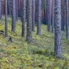 мачтовый лес :: Andrey Bragin 