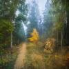 Осенний лес в Балашихе :: Алексей Строганов