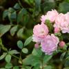 Нежность цветения осенних роз :: Татьяна Смоляниченко