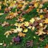 Падают  листья.. :: Антонина Гугаева