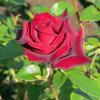 Прекрасная роза :: Вера Щукина