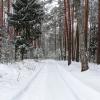 Засыпан снегом сосновый бор. :: Милешкин Владимир Алексеевич 