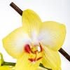 лимонная Орхидея :: Stanislav Zanegin