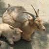 Камерунские козы :: <<< Наташа >>>