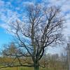Дуб-солитер (Solitaire Oak-tree). :: Лия ☼