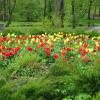 Тюльпаны в городском парке :: Рита Симонова