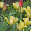 Желтые тюльпаны :: Дмитрий Никитин