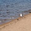 Чайки на озере :: Георгиевич 