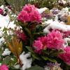 Цветы в снегу :: Julietta_navsegda /