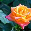 Мир цветов,оранжевая роза :: Валентин Семчишин