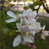 Яблони цветут :: Елена Семигина