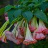 Бругмансия  или колдовской цветок :: Inna 