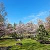 Таллин, Эстония, Японский сад, свкура, цветение сакуры, :: veera v