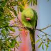 Индийский кольчатый попугай.(Psittacula krameri) :: Александр Григорьев