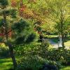 В солнечный день мая в Японском саду :: Aida10 
