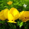 Жёлтые тюльпаны в нашем дворе. :: Лия ☼
