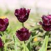 Бахромчатые тюльпаны :: Любовь 