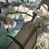 Весенняя орхидея :: Татьяна Юрасова