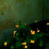 Цветы для Элджернона :: Мария Райнер-Giotto