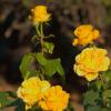 желтые розы :: Giant Tao /